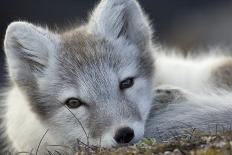 Arctic Fox (Alopex Lagopus) Portrait, Trygghamna, Svalbard, Norway, July-de la-Photographic Print