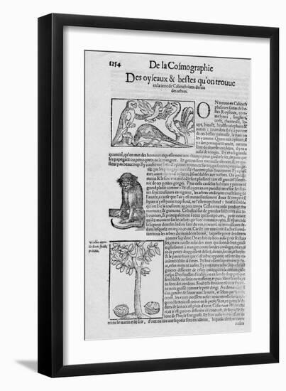 De la Cosmographie Des oyseaux & bestes quon trouve en la terre de Calicuth: item du vin des arbre-null-Framed Giclee Print