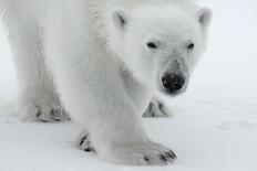 Polar Bear (Ursus Maritimus) Portrait, Svalbard, Norway, July 2008-de la-Photographic Print