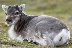 Young Svalbard Reindeer Rubbing its Head on Adults Back, Svalbard, Norway, July-de la-Framed Photographic Print