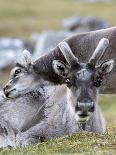 Young Svalbard Reindeer Rubbing its Head on Adults Back, Svalbard, Norway, July-de la-Framed Photographic Print