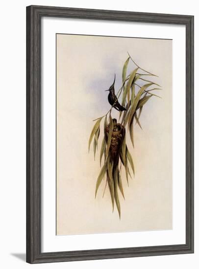 De Lalande's Cephalepis Delalandi-John Gould-Framed Giclee Print