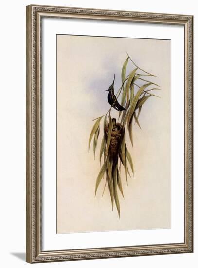 De Lalande's Cephalepis Delalandi-John Gould-Framed Giclee Print