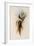 De Lalande's Cephalepis Delalandi-John Gould-Framed Giclee Print