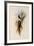 De Lalande's Cephalepis Delalandi-John Gould-Framed Giclee Print