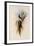 De Lalande's Cephalepis Delalandi-John Gould-Framed Giclee Print