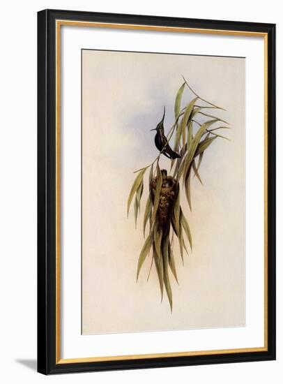 De Lalande's Cephalepis Delalandi-John Gould-Framed Giclee Print