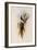 De Lalande's Cephalepis Delalandi-John Gould-Framed Giclee Print