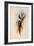 De Lalande's Cephalepis Delalandi-John Gould-Framed Giclee Print