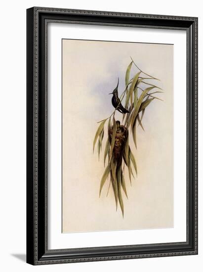 De Lalande's Cephalepis Delalandi-John Gould-Framed Giclee Print