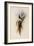 De Lalande's Cephalepis Delalandi-John Gould-Framed Giclee Print