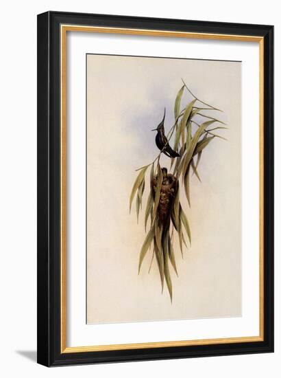 De Lalande's Cephalepis Delalandi-John Gould-Framed Giclee Print