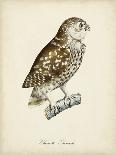 French Owls V-de Langlois-Art Print