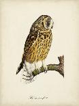 French Owls V-de Langlois-Art Print