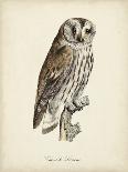 French Owls V-de Langlois-Art Print