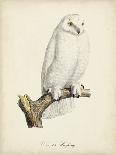 French Owls V-de Langlois-Art Print