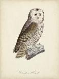 French Owls V-de Langlois-Art Print