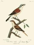 Vintage French Birds VI-de Langlois-Art Print