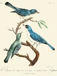Vintage French Birds II-de Langlois-Art Print