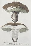 Tubiporus Esculentus, Plate 168 from 'Iconographie Des Champignons De J.J. Paulet'-De Lussigny-Framed Giclee Print