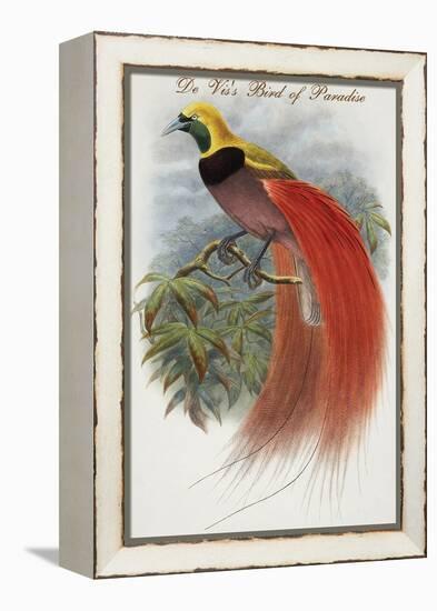 De Vis's Bird of Paradise-John Gould-Framed Stretched Canvas