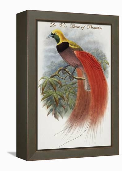 De Vis's Bird of Paradise-John Gould-Framed Stretched Canvas