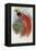 De Vis's Bird of Paradise-John Gould-Framed Stretched Canvas