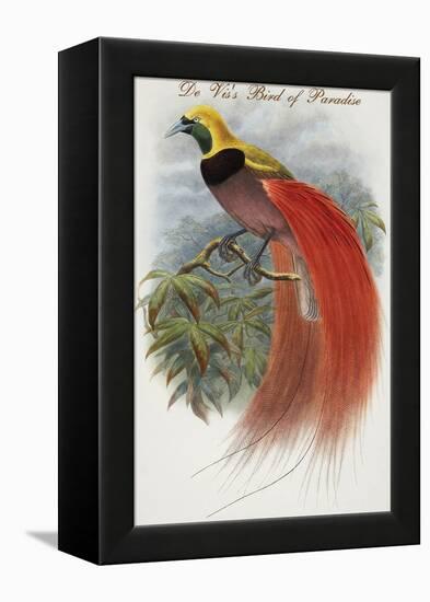 De Vis's Bird of Paradise-John Gould-Framed Stretched Canvas