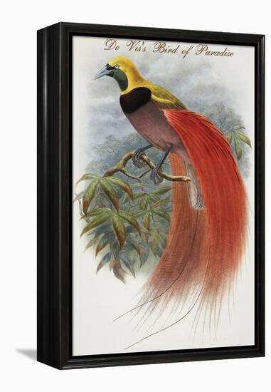 De Vis's Bird of Paradise-John Gould-Framed Stretched Canvas