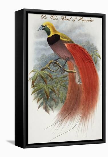 De Vis's Bird of Paradise-John Gould-Framed Stretched Canvas