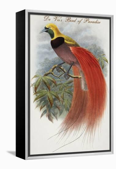 De Vis's Bird of Paradise-John Gould-Framed Stretched Canvas