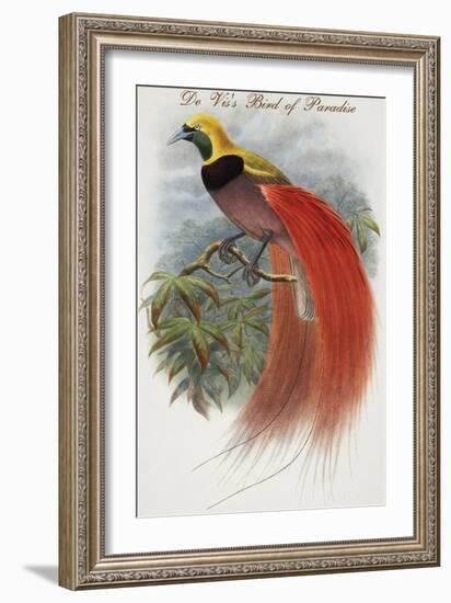 De Vis's Bird of Paradise-John Gould-Framed Art Print