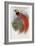 De Vis's Bird of Paradise-John Gould-Framed Art Print