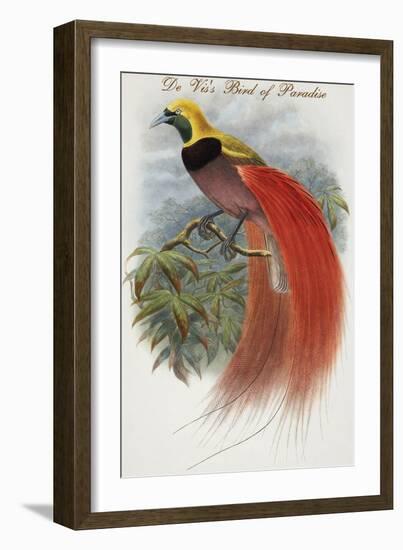 De Vis's Bird of Paradise-John Gould-Framed Art Print