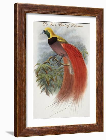 De Vis's Bird of Paradise-John Gould-Framed Art Print