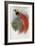 De Vis's Bird of Paradise-John Gould-Framed Art Print