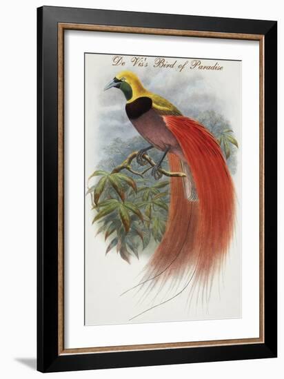 De Vis's Bird of Paradise-John Gould-Framed Art Print