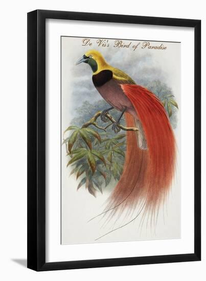 De Vis's Bird of Paradise-John Gould-Framed Art Print