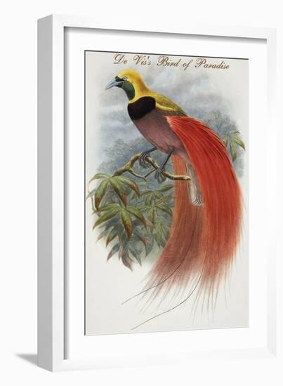 De Vis's Bird of Paradise-John Gould-Framed Art Print