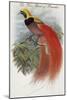 De Vis's Bird of Paradise-John Gould-Mounted Art Print