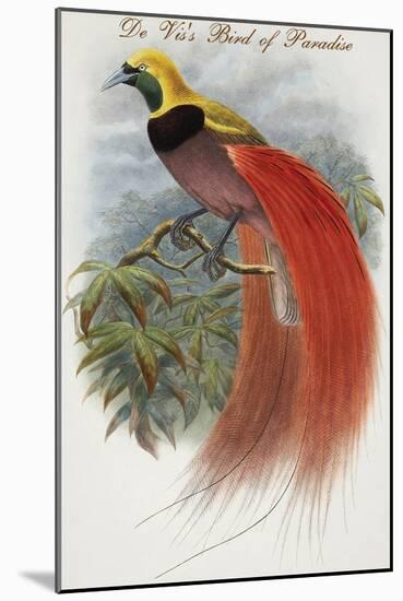 De Vis's Bird of Paradise-John Gould-Mounted Art Print