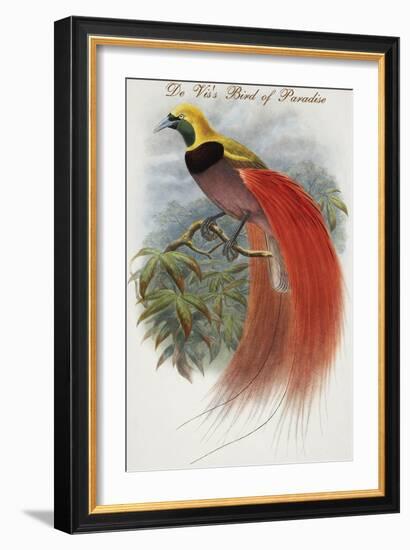 De Vis's Bird of Paradise-John Gould-Framed Art Print