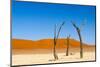 Dead Acacia trees in Deadvlei, Sossusvlei, Namib-Naukluft NP, southern Narim Desert, Namibia-Keren Su-Mounted Photographic Print