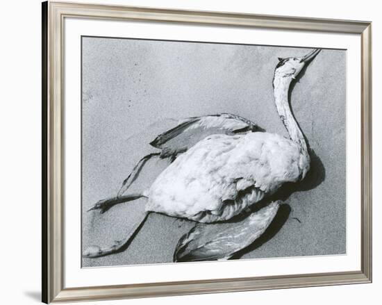 Dead Bird and Sand, 1967-Brett Weston-Framed Photographic Print