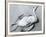 Dead Bird and Sand, 1967-Brett Weston-Framed Photographic Print