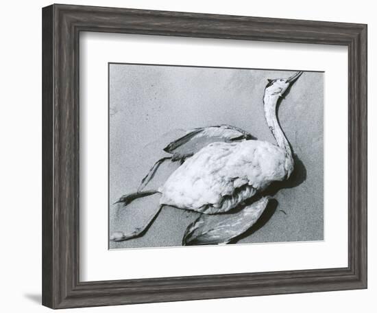 Dead Bird and Sand, 1967-Brett Weston-Framed Premium Photographic Print