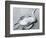 Dead Bird and Sand, 1967-Brett Weston-Framed Premium Photographic Print