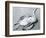 Dead Bird and Sand, 1967-Brett Weston-Framed Premium Photographic Print