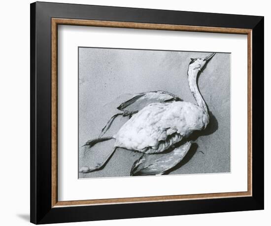 Dead Bird and Sand, 1967-Brett Weston-Framed Premium Photographic Print