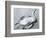 Dead Bird and Sand, 1967-Brett Weston-Framed Photographic Print